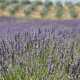 Roteiro campos de Lavanda Provence