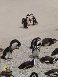 De Cape Town a Boulders Beach: para visitar os pinguins