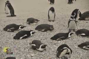 De Cape Town a Boulders Beach: para visitar os pinguins