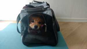 Cachorro na cabine do avião: bolsa de transporte