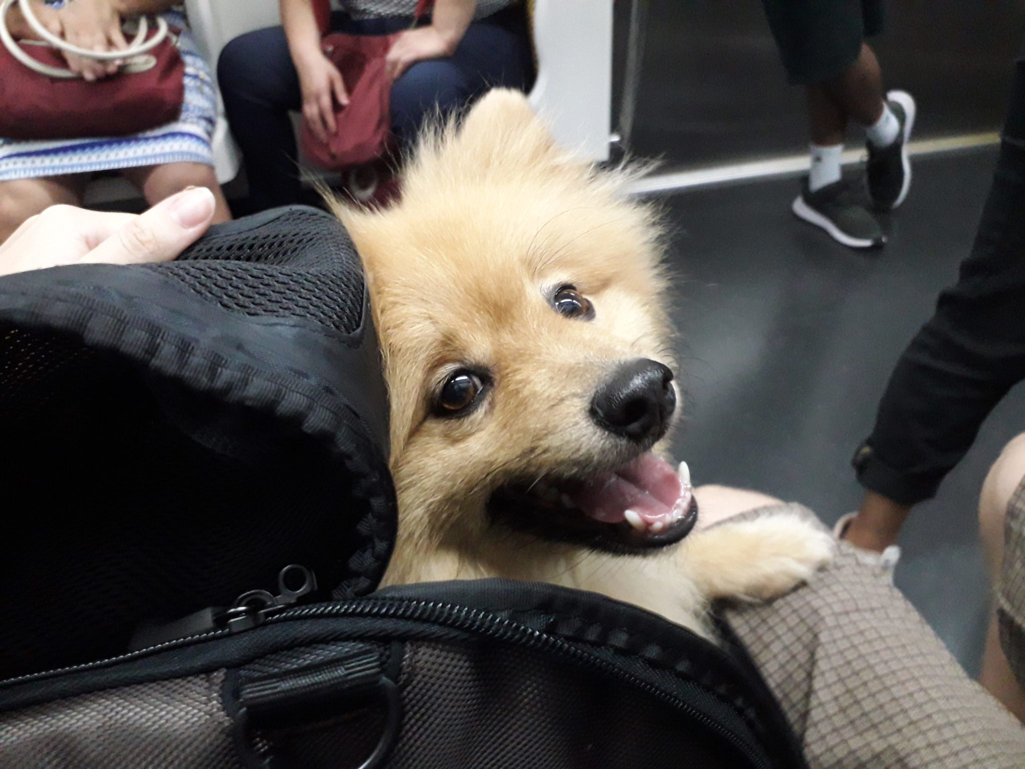 cachorro metrô de São Paulo